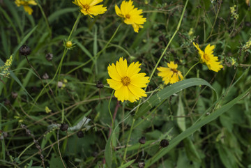 金鸡菊