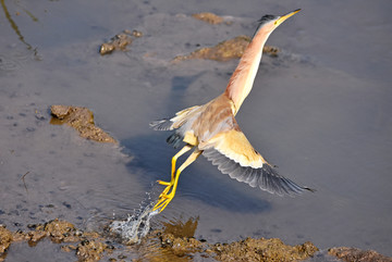 黄苇鳽