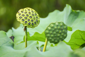 莲蓬莲子