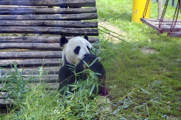 国宝熊猫