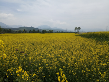 油菜花