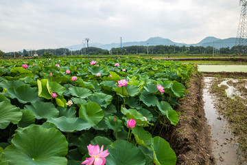 荷花