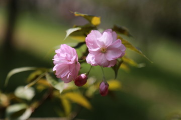 樱花