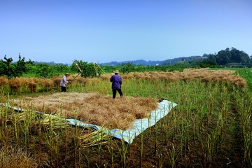 油菜收获