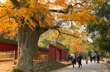 银杏树