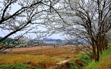 李园春早