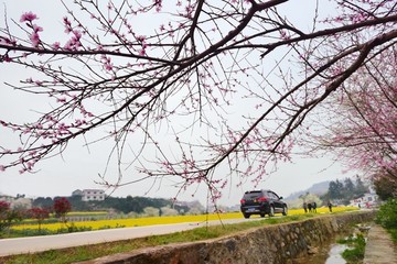 春天桃花开