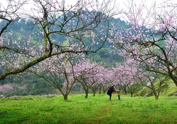 春天桃花开