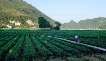 茶园风景