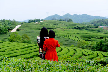 茶山情