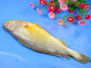 海鲜食材大黄鱼
