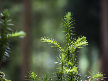 1杉树2苗圃3针叶树4树木