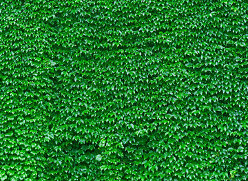 植物背景藤草墙壁