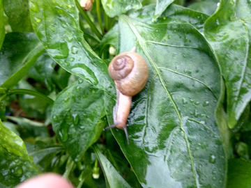 蜗牛绿叶