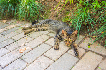 流浪猫201807290019