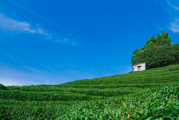 西湖龙井茶产区