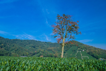 西湖龙井村