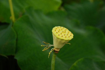 荷花莲花