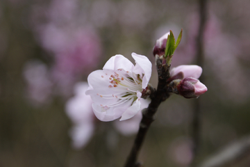 桃花