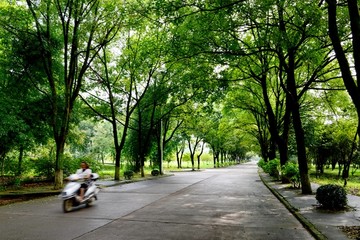 林间大道