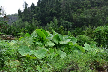 山涧溪流