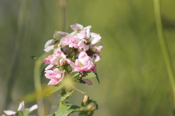 月季花开