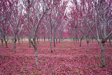 桃花满地桃树