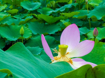 荷花池