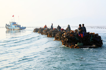 海带丰收