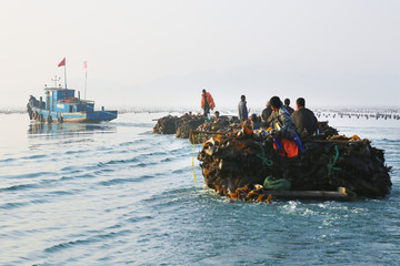 海带丰收