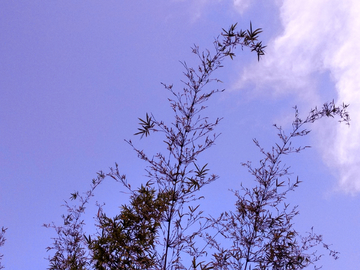 竹枝天空背景素材