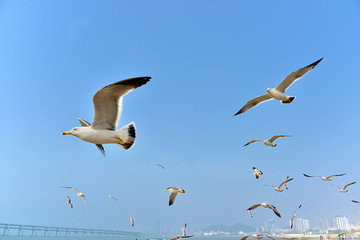 大连海鸥