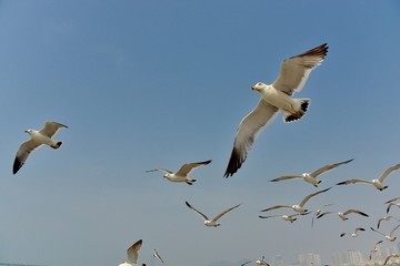 海鸥