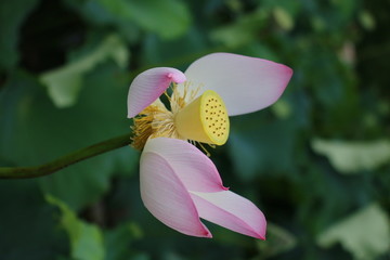 荷花花瓣