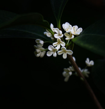 桂花微距高清摄影图