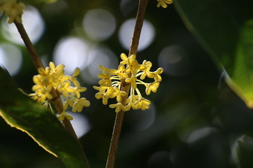 金桂桂花高清摄影图