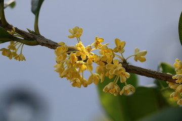 金桂桂花高清摄影图