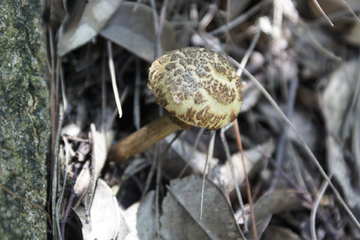野生菌蘑菇