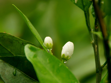 脐橙花