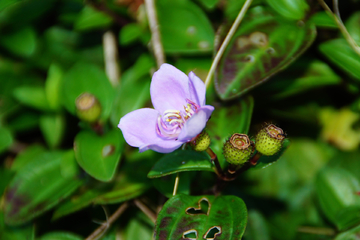 杜鹃花樱花狗尾巴草野花