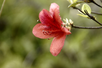 杜鹃花樱花狗尾巴草野花