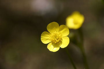 杜鹃花樱花狗尾巴草野花