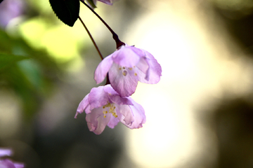 杜鹃花樱花狗尾巴草野花