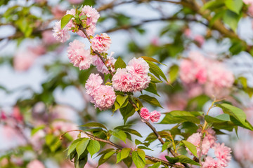 樱花树