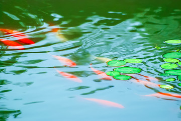 荷塘觀魚
