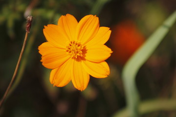 太阳照在格桑花上