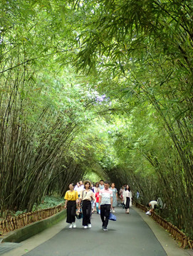 竹林林荫道