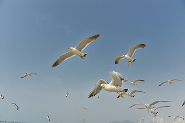 飞翔的海鸥