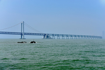 大连星海湾跨海大桥