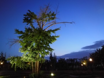 夜幕下的古银杏树